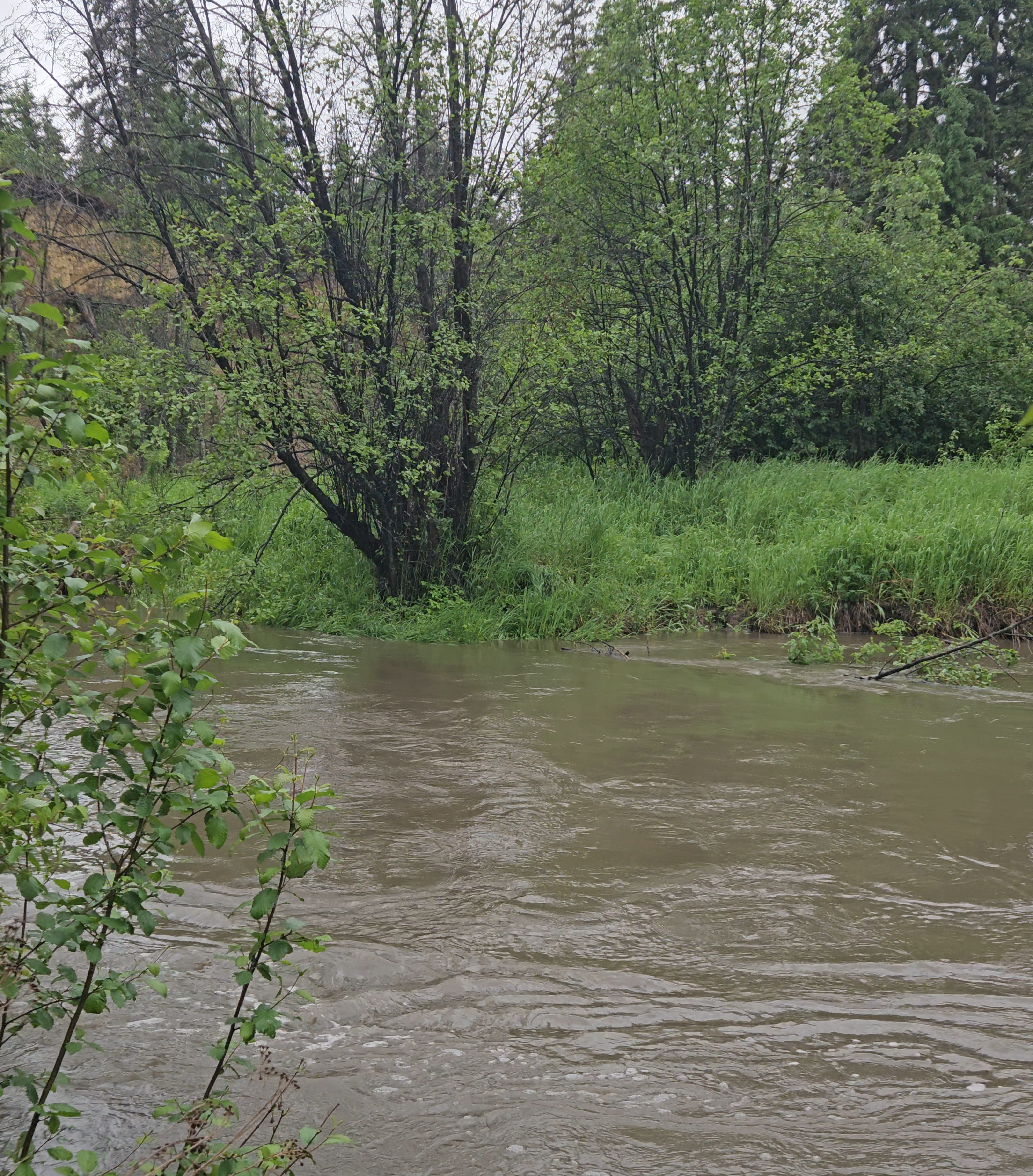 When the Alerts Go Off: How to Prep Your Dog for Sudden Flooding & Evacuation Risks