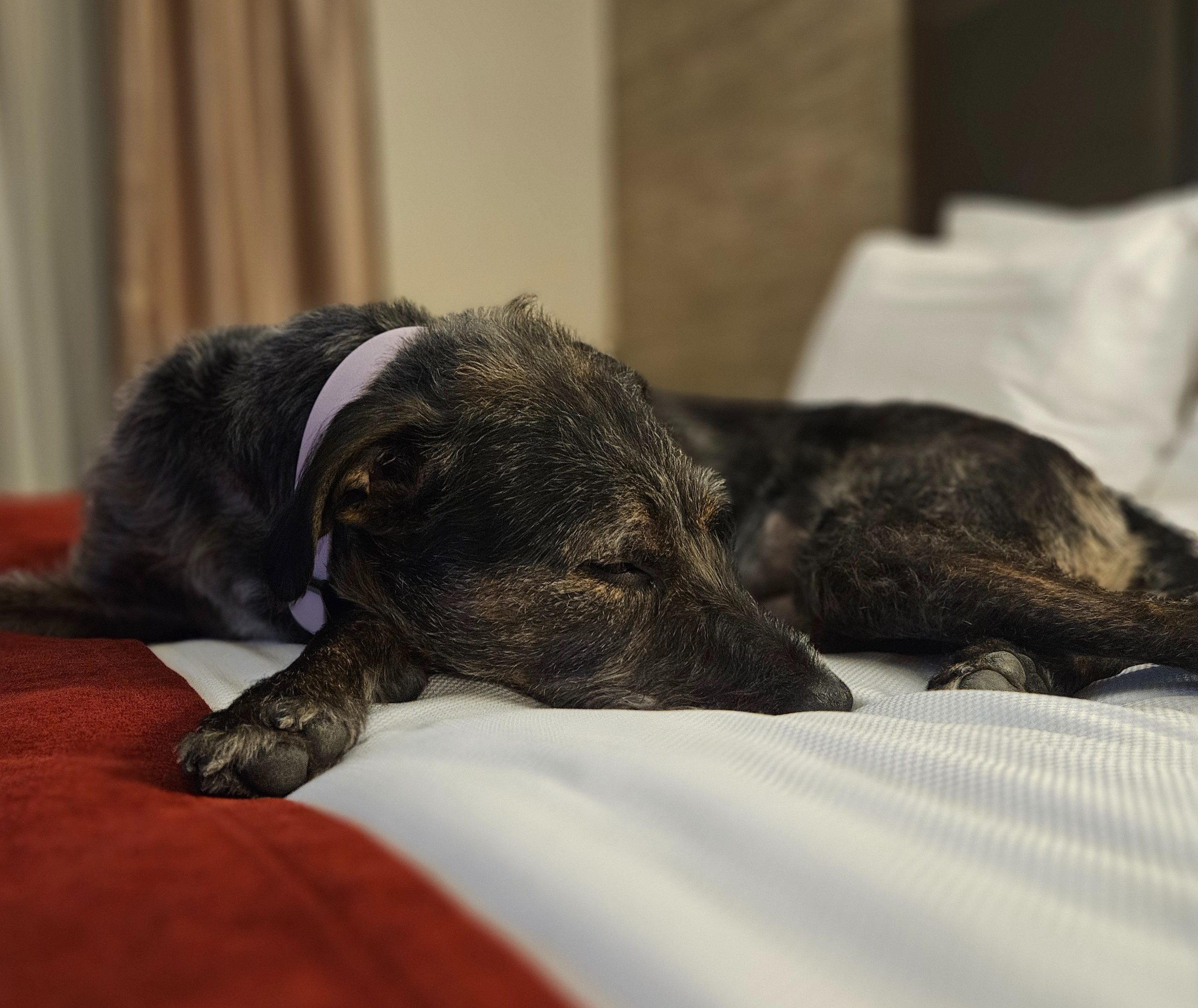 Disaster prep is about more than just natural disasters: The secret to keeping your pet stress-free when life gets messy.