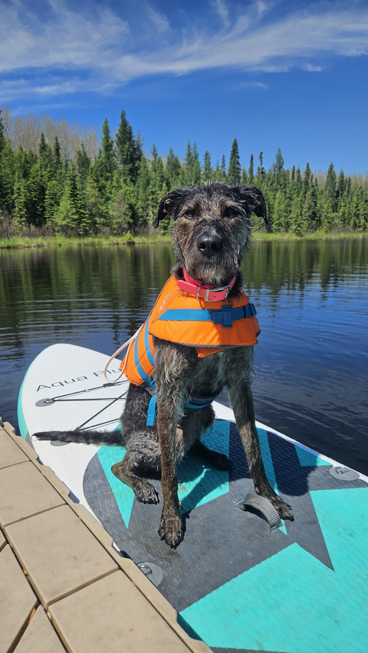 From Shore to Open Water: How to Paddle Board Confidently With Your Dog using the PACK Method.