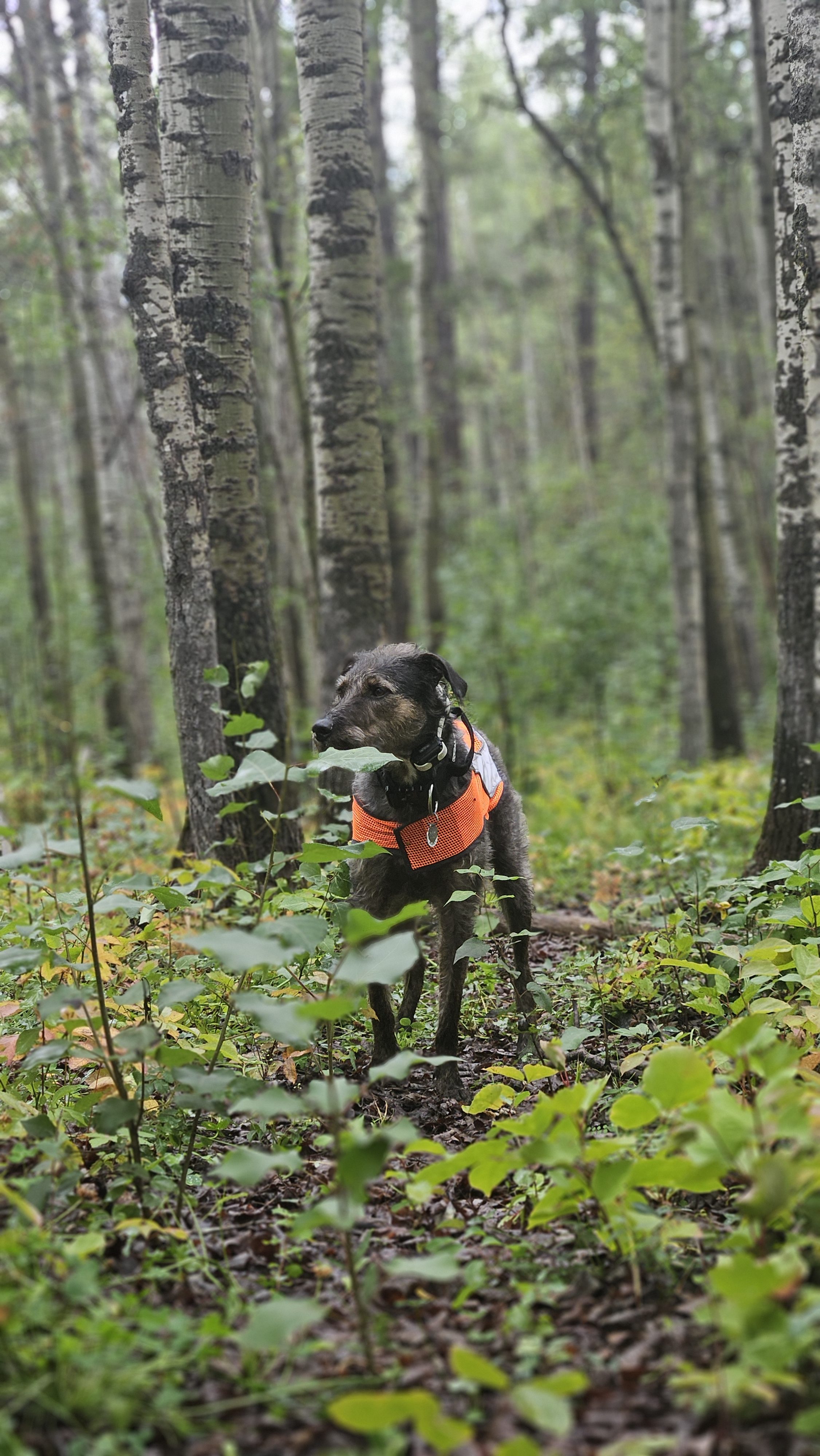 Hiking in Alberta this Fall? Keep Your Dog Safe With this Simple Item!